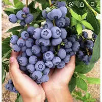 在飛比找蝦皮購物優惠-霏霏園藝   藍莓成樹苗原價2500元特價