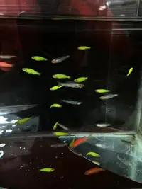 在飛比找Yahoo!奇摩拍賣優惠-【彩蝦屋】 螢光斑馬魚專用飼料  藍仙子 綠仙子 新手好飼養