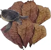 Betta Shrimp Leaves | Natural Almond Leaves for Betta Fish | PH Balancer for Aquariums, Turtle Tanks, and Fish Habitats | Ideal for Turtles, Shrimps, Catfish, and Frogs Almond Leaves for Betta Fish |