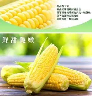 鮮採家 超甜黃玉米1台斤 (1.1折)