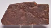 HORODYSKIA Mesoproterozoic 1.4 B.Y.O, AUSTRALIAN FOSSIL F316