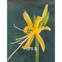 在飛比找蝦皮購物優惠-樹花園～金花石蒜、彼岸花