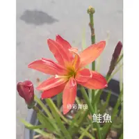 在飛比找蝦皮購物優惠-多個品種風雨蘭（2）鮭魚 拉瓦隆 圓潤  裸根球