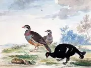 A BLACK GROUSE Accent Tile Mural Kitchen Bathroom Wall Backsplash 8x6