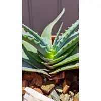在飛比找蝦皮購物優惠-Aloe suprafoliata (Book Aloe) 