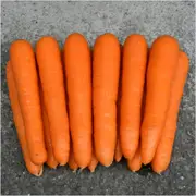 Carrot - Nantes Darcy seeds