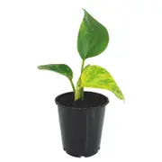 70mm Devils Ivy Pothos - Epipremnum auruem
