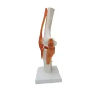 Human Knee Joint Model Flexible Skeleton Model for Learning School Studying