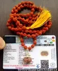 12 Mukhi Gauri Shankar Rudraksha Java Beads 13-15MM +Bad Certificate 7mm