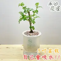 在飛比找蝦皮購物優惠-禾田花屋|胡椒木|3吋花伴盆|室內植物|免澆水|懶人盆栽|觀