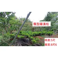 在飛比找蝦皮商城精選優惠-收據 飄型羅漢松 適於水池邊山坡 壽松 園藝造景樹 青松 庭