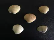 5 PCS Natural Sea Shell Crafts collection New Home Decor Shells Wedding Display.