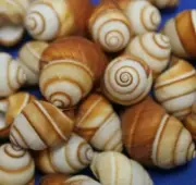 Sailor Valentine Project Supplies, Brown Cream Tan Snail Shells, SS-105