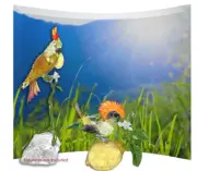 Swarovski Scs Bird Flower Crystal display large