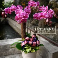 在飛比找momo購物網優惠-【Santa Ana】玫瑰紅蘭花組合(蝴蝶蘭與樹皮與植栽的組