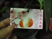 在飛比找露天拍賣優惠-╭☆東霖園藝☆╮水果苗-(玫瑰香水桃)香水桃--汁多味香甜