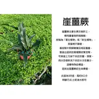 在飛比找蝦皮購物優惠-心栽花坊-崖薑蕨/3吋/蕨類/室內植物/觀葉植物/綠化植物/