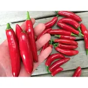 CHILLI 'Serrano' seeds