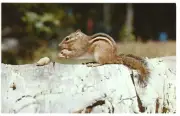 "Little Chippie Loves His Handouts", Chipmunk/Peanuts, c1960s Unused Postcard