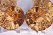 Large Ammonite Pair 186mm Nice Crystal Cavity 110myo Fossil XXXL 7.3" 4300cc