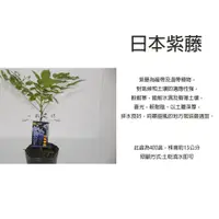 在飛比找蝦皮購物優惠-心栽花坊-日本紫藤/紫藤花/秋冬會落葉/4吋/高壓苗/蔓性植