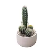 130mm Cactus Garden Designer Bowl
