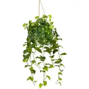 104cm Pothos Bush in Hanging Planter in Pot (with Rope) Artificial Flower Plant Green