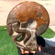 2.61LB Rare! Natural Tentacle Ammonite FossilSpecimen Shell Healing Madagascar