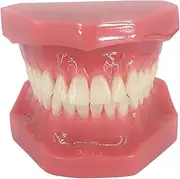 28 Standard Tooth Models, Dental Oral Tooth Teaching Model, Doctor-Patient Communication Teaching Practice Model