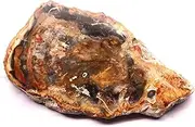 Petrified Wood Slab, Natural Fossil Mineral Slice Collectible Fossilized Tree Crystal Polished Decor Stone, Polished Fossil Stone Tree Specimen Slice from Madagascar,9-12cm