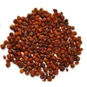 Bulk Jyotishmati Malkangani Seeds Celastrus Paniculatus Intellect Tree Organic