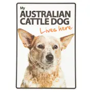 Magnet & Steel My Australian Cattle Dog Lives Here