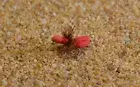 1 Doz Red Foam Ant Terrestrial Dry Fishing Flies - Mustad Signature Hooks