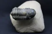Crotalocephalina Gibbus Trilobite Fossils - Mrakib, Morocco