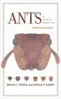 Stefan P. Cover Brian L. Fisher Ants of North America (Paperback)
