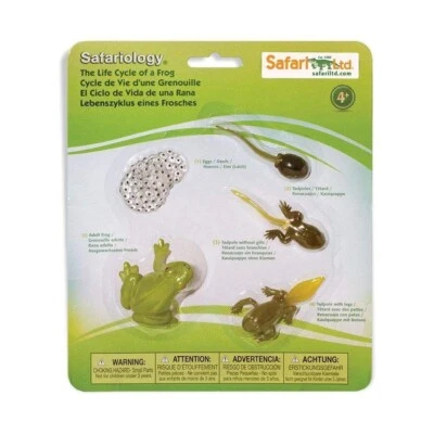 LIFE CYCLE OF A FROG Animal Figurine Safari Ltd. Toy Safariology Learning