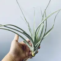 在飛比找Yahoo!奇摩拍賣優惠-空氣鳳梨 卡比他他(橘) Tillandsia capita