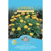 Mr Fothergill's Golden Everlasting Flower Seeds