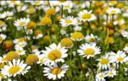 Best Healthy Dog Food/Natural Chamomile Herbs/10 kg/High Quality/Free Shipping