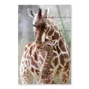 Closeup Of Cute Giraffes Print 100% Australian Made 40 x 50cm (Acrylic)