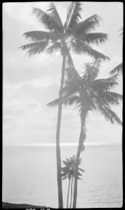 Lord Howe Island Palm trees, Lord Howe Island, 1 - Old Photo 3