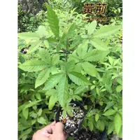 在飛比找蝦皮購物優惠-『525生態植物園』黃荊 （七葉埔姜）藥用或野蜂夏季蜜源植物