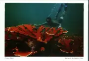 *Florida-"Coral Reef" /Most Diverse Ecosystems on Earth/ (Postcard) {G287}