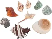 RORPOIR 9Pcs Natural Hermit Crab Shells Conch Decorations for Fish Tanks Aquariums and Tabletop Decor Versatile Micro Landscape Accessories Present for Aquatic