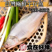 在飛比找momo購物網優惠-【食在好神】海水養殖鮮嫩午仔魚