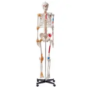 VEVOR Human Skeleton Model Anatomical Skeleton Life Size with Muscle Points