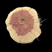 X Large Red Cedar Wood Turning Blank Cookie Live Edge Base 2" Thick X10" W #5