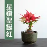【已售出】【黑日京植物】星鑽聖誕紅植物苔球含盆 室內植物 辦公室植物