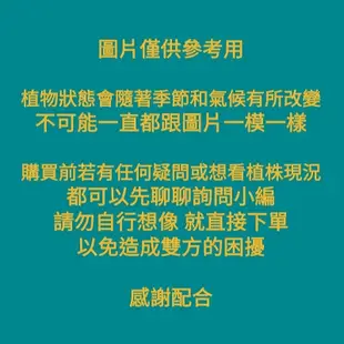 【四季春園藝】海蘆筍 小苗 海蓬子 西洋海筍 裸根販售 不含盆土