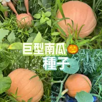 在飛比找蝦皮購物優惠-🌻【巨型南瓜種子】🔥四季種植蔬菜種子 香甜軟糯  陽台庭院大